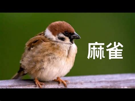 麻雀飛進家裡號碼|【麻雀飛進家裏號碼】麻雀飛進家裡有預兆？號碼竟帶來意外驚。